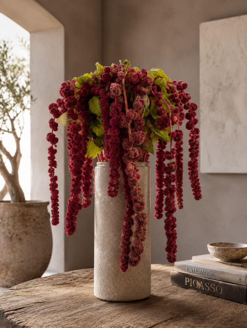 Amaranthus (Burgundy)