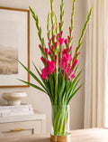 Gladioli (Pink)