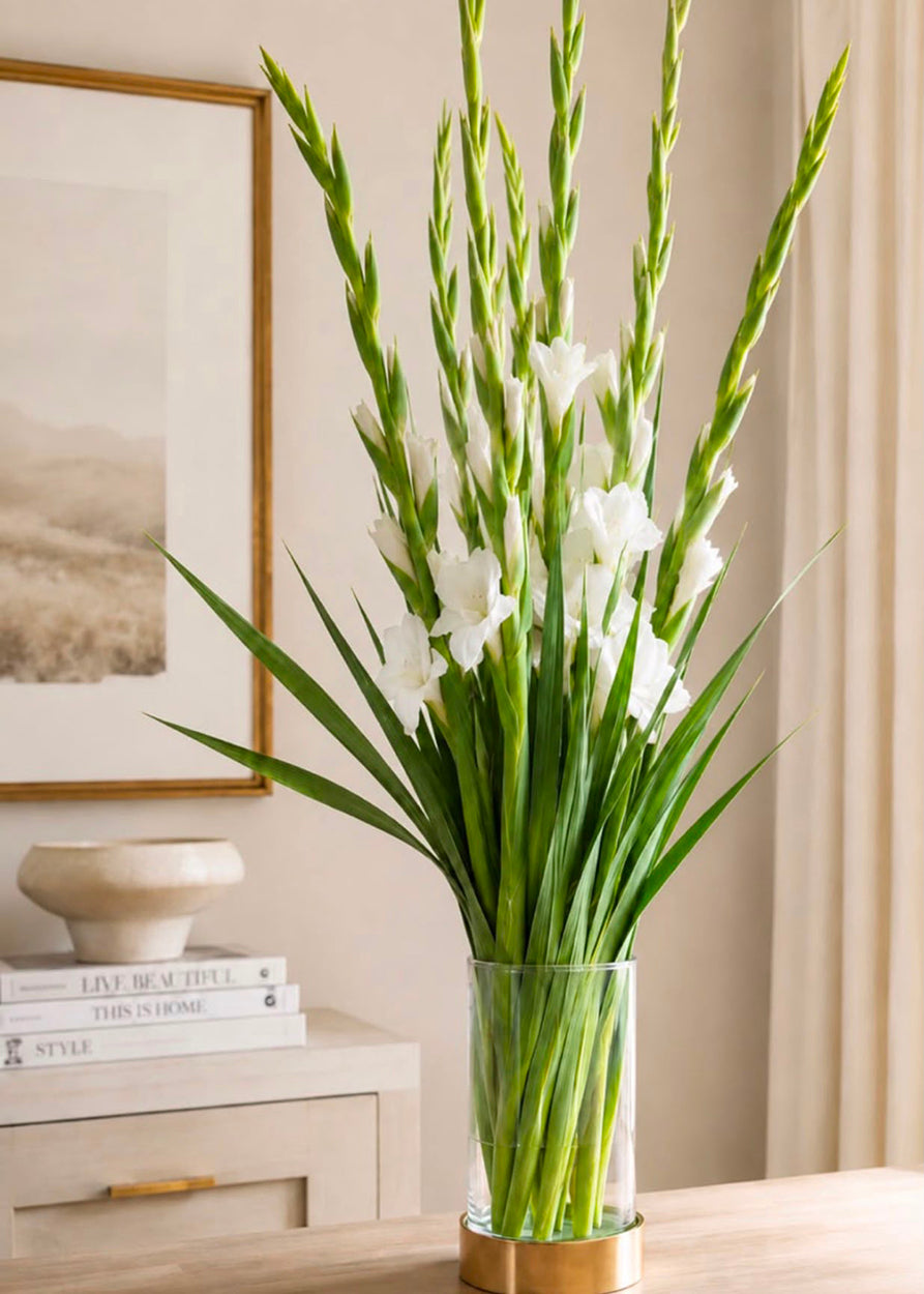 Gladioli (White)