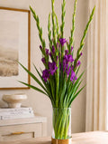 Gladioli (Purple)