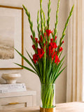 Gladioli (Red)