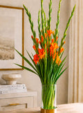 Gladioli (Orange)