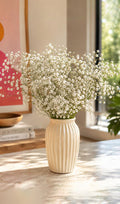 Gypsophila