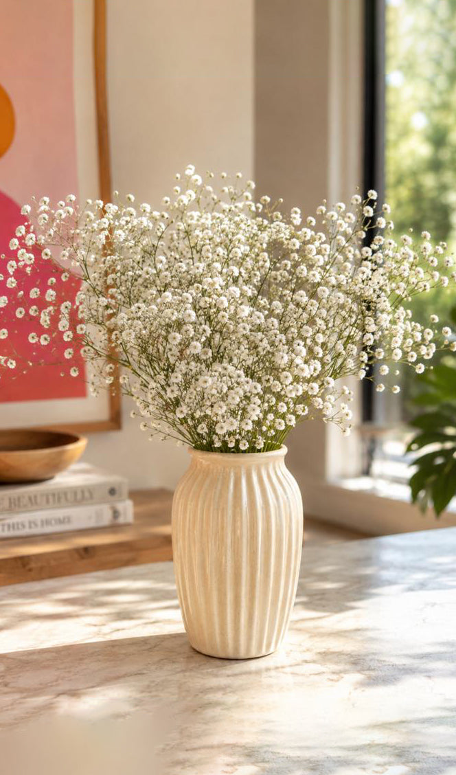 Gypsophila