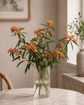 Euphorbia (Orange)