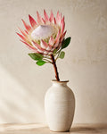 King protea (Pink)