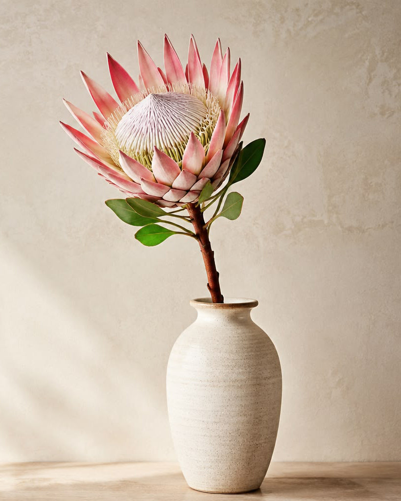 King protea (Pink)