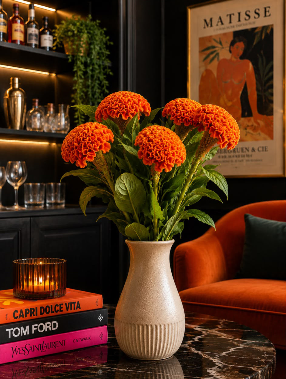 Celosia (Orange)