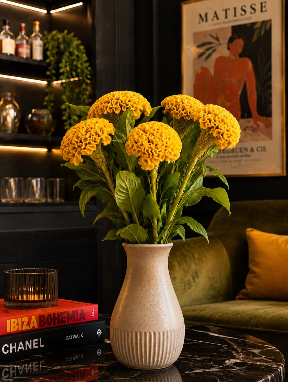 Celosia (Yellow)