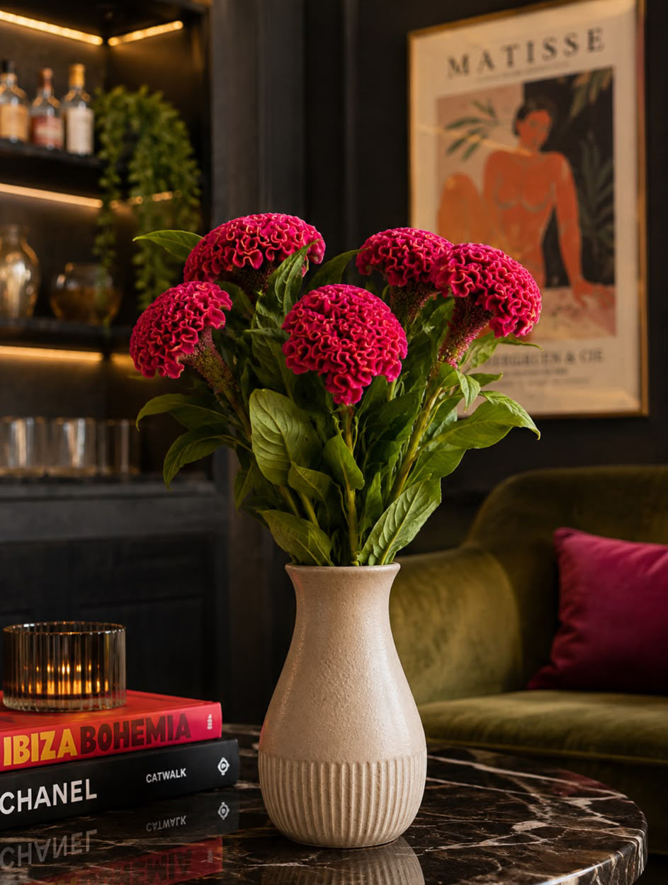 Celosia (Pink)