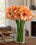 Amaryllis (Orange)