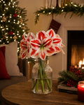Amaryllis (Candy Cane)