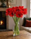 Amaryllis (Red)