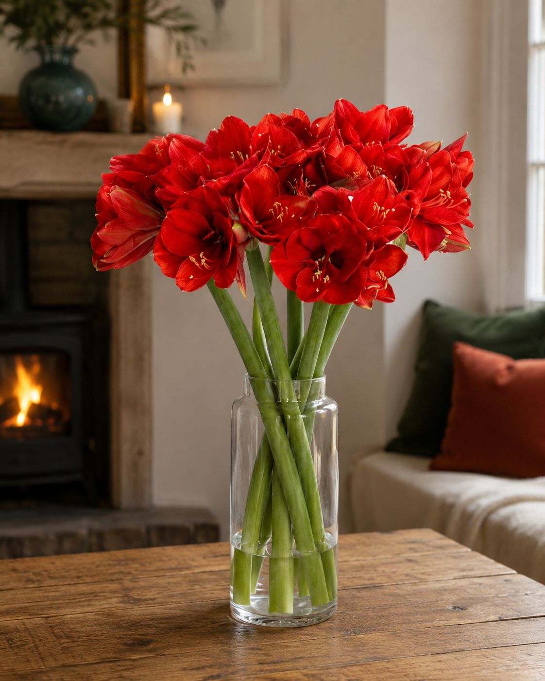 Amaryllis (Red)