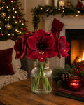 Amaryllis (Burgundy)